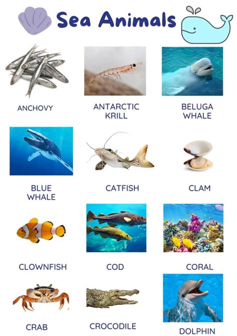Top 135 All Sea Animals Names With Pictures