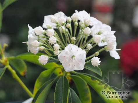 Kalmia Latifolia Snowdrift From Burncoose Nurseries