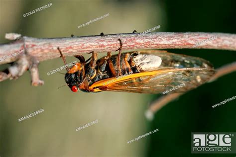 Periodical Cicada Magicicada Septendecim Fungus On Abdomen
