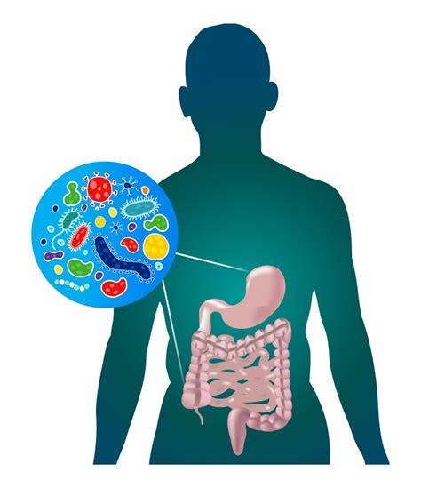 Human Gut Microbiota