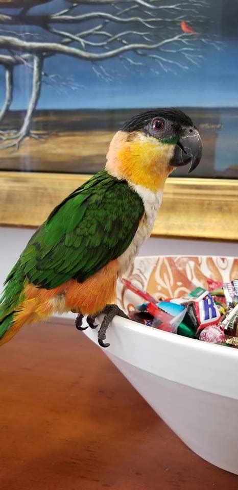 Caiques For Sale Exotic Pet Birds Inc
