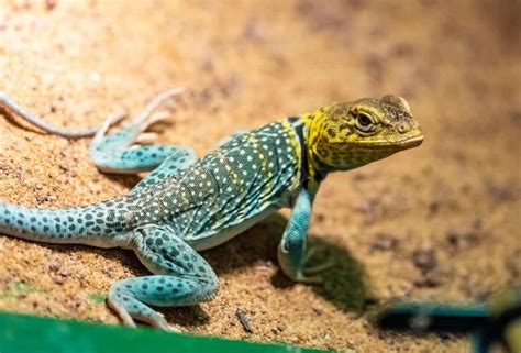 45 Texas Lizards That Are Native To The Lone Star State 2022