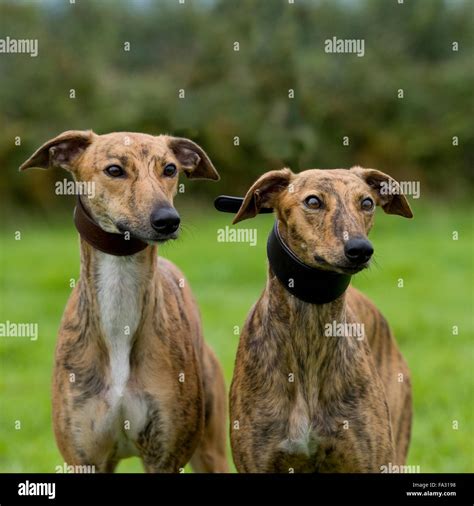 Two Brindle Lurchers Stock Photo Alamy