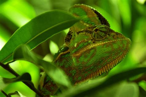 Wallpaper Leaves Green Iguana Jungle Color Leaf Flower Lizard