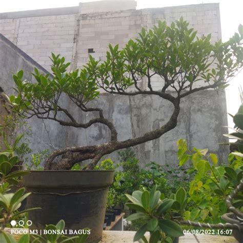 Jual Bonsai Beringin Kimeng Ficus Microcarpa Shopee Indonesia