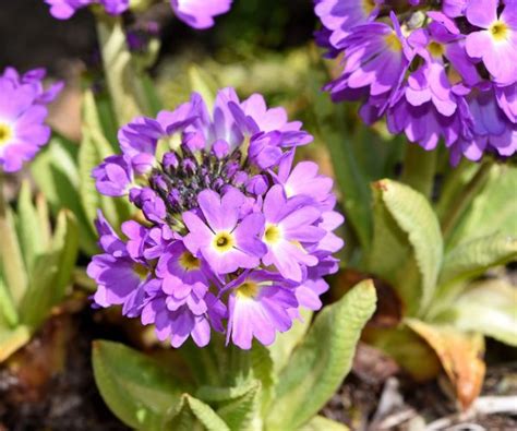 Free Images Petal Botany Flora Primrose Spring Flower Viola