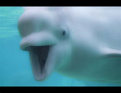 Beluga Whale Beluga Whales Have A Large Forehead A Sign O Flickr