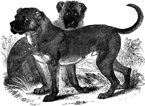 17 Extinct Dog Breeds You Never Knew Existed
