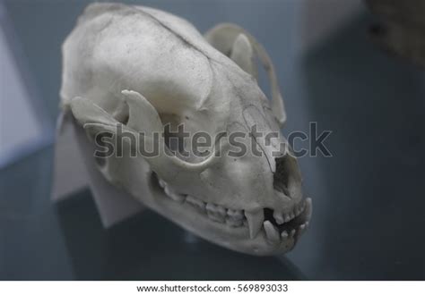 Giant Panda Skull Exhibited Chengdu China Stock Photo 569893033