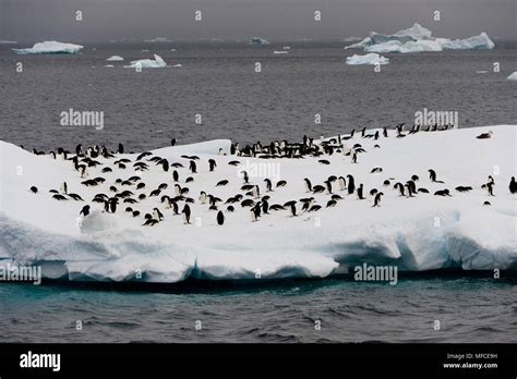 Adelie Penguins On Iceberg Antarctic Peninsula Stock Photo Alamy