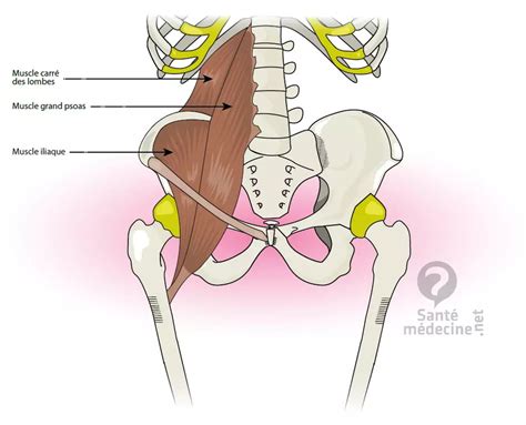 Psoas anatomie du muscle fonction schéma douleur