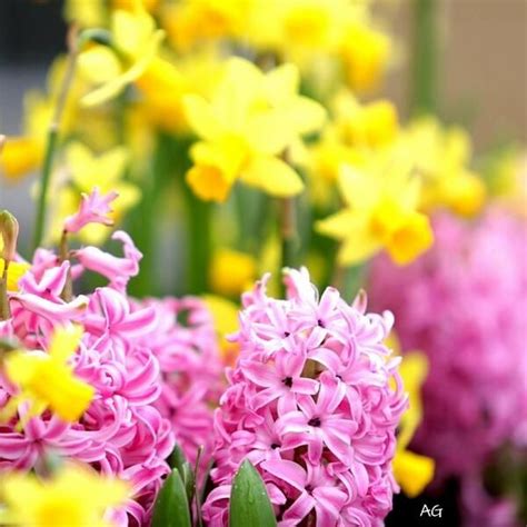 Division is an important cultural requirement of many perennials. Springtime in Seattle (With images) | Flowers, Spring time ...
