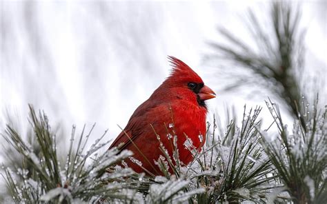 Hd Wallpaper Cardinal Bird Red Bird Wallpaper Flare
