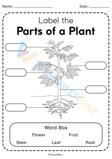 Parts Of A Plant Worksheet Worksheet