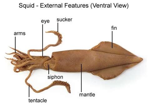 Lesson 6 The Squid Cephalopod Cswd
