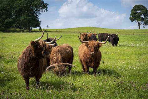 Highland Cows Breed Profile Facts And Photos