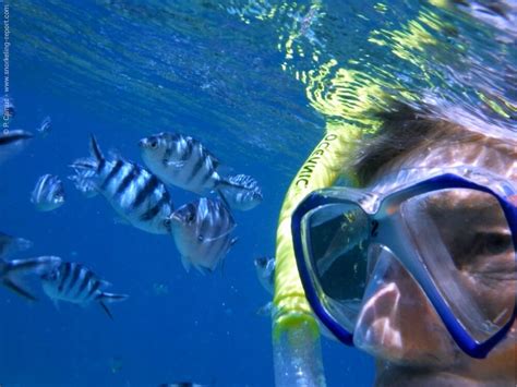Snorkeling Fiji A Guide To The Best Spots Snorkeling Report