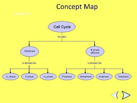 Simple Mitosis Concept Map