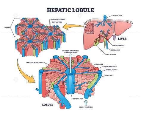 Hepatic Lobule Anatomy With Anatomic Liver Unit Structure Outline