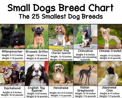 Small Dogs Breed Chart With Heights And Weights