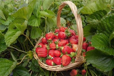 Strawberry Field On Fruit Berries Farm Wide Banner Copy Space For