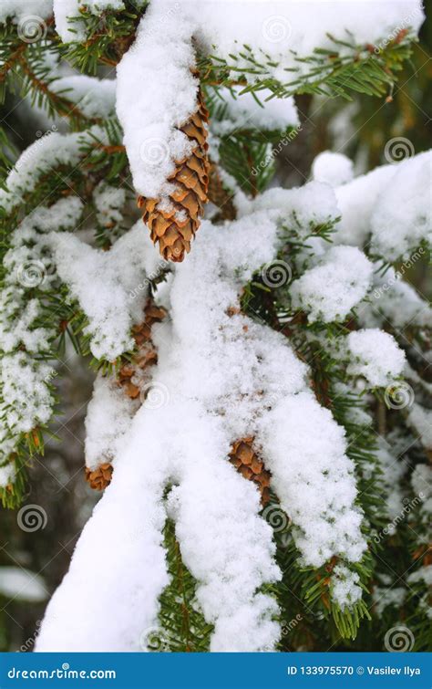 Spruce Branch Covered With Snow And Pine Cone Closeup Stock Photo