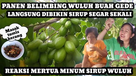 Panen Belimbing Wuluh Buah Gede Dan Montok Langsung Bikin Sirup Segar Sekali Youtube