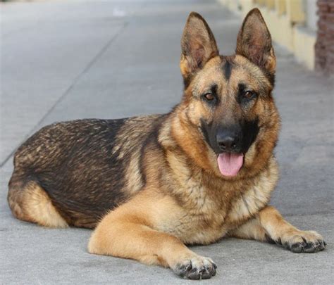 Jerman Dog Photo 7 Facts About The German Shepherd Animalso