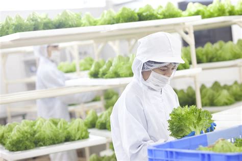 The Worlds First Robot Run Farm Will Harvest 30000 Heads Of Lettuce