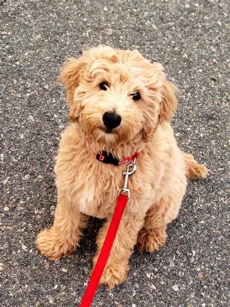 Cute puppy dog coloring pages, including easy outlines for preschoolers and realistic pictures and intricate doodles for adults too! Mini golden doodle puppy | Precious | Pinterest | Pets ...