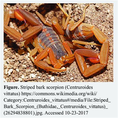 Pdf Acute Respiratory Failure Following Scorpion Stings Anaphylaxis