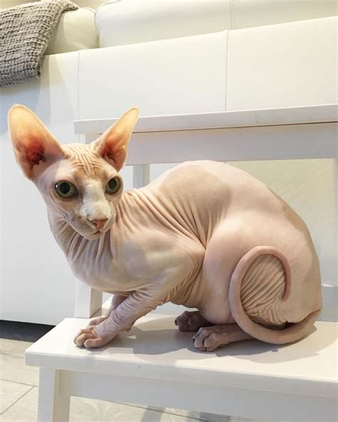 A Hairless Cat Sitting On Top Of A White Table