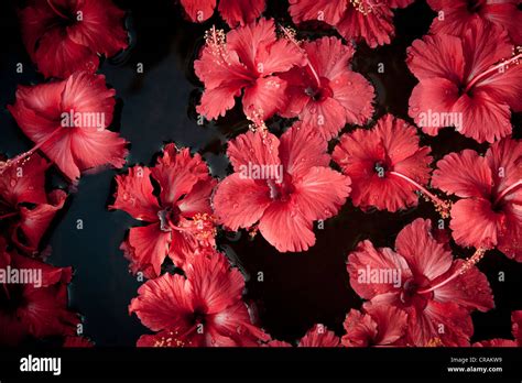 Hibiscus Hibiscus Flowers Floating On Water Decorations Purity