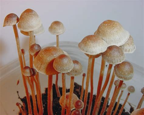 Psilocybe Cubensis And Other Types Of Magic Mushrooms You Should Know Doubleblind Mag