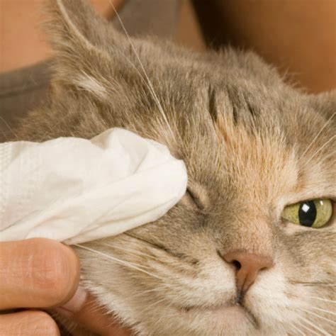 How To Tell If A Cat Has Conjunctivitis Cat Meme Stock Pictures And