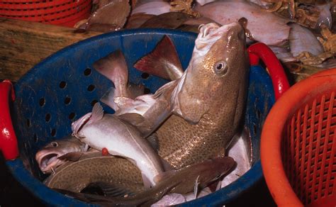 Nations Commit To Rebuilding Grand Banks Cod Fishery Wwf