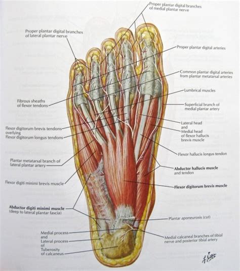 Diagram Showing Parts Of The Foot