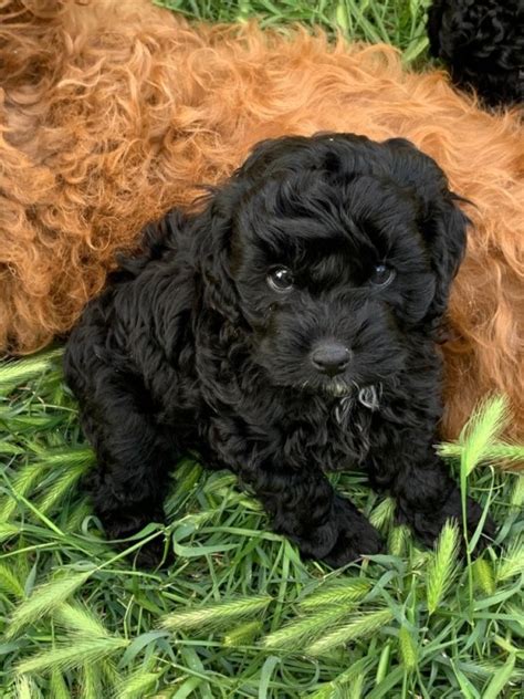 Born and raised in a family environment just 20 minutes west of melbourne cbd. Cavoodle Breeder | Cavoodle Puppies for sale | Cavoodle Pups