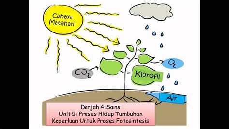 Penguasaan kemahiran proses sains dan pencapaian. Cikgu Shima Arshad: PROSES HIDUP TUMBUHAN