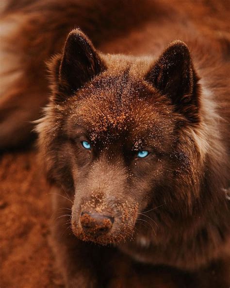 This Brown Siberian Husky Is One Of The Most Beautiful Dogs On Instagram