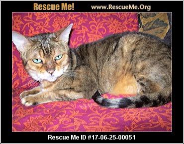 Cats adopted on rescue me! Maine Cat Rescue ― ADOPTIONS ― RescueMe.Org