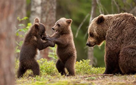 Hd Wallpaper Bear Cubs Play Game Forest Grizzly Bear With Two Cubs