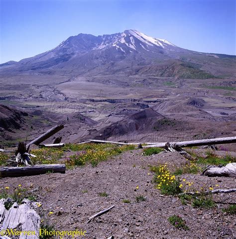 Mt St Helens And Flowers Photo Wp03354