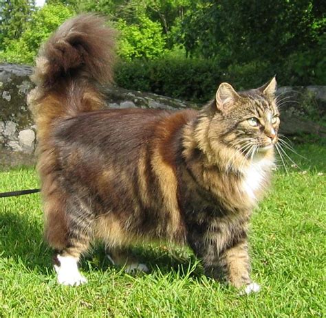 Pristi Kurnia Dewi Sejarah Norwegian Forest Cat