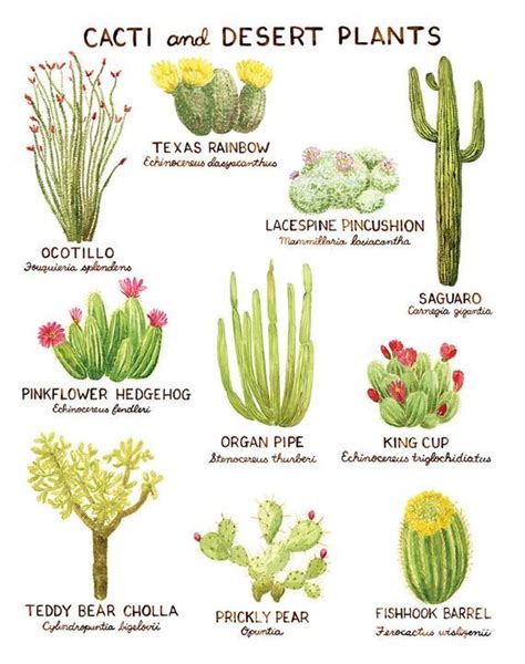 Types Of Desert Plants Plants Bb