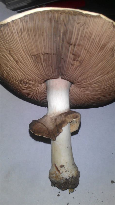 Agaricus Californicus Mushroom Hunting And Identification Shroomery
