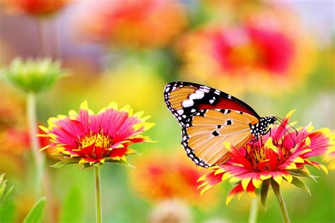 Butterfly Perched on Flower · Free Stock Photo