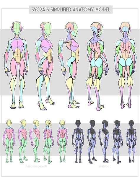 Sycra S Simplified Anatomy Model By Sycra On Deviantart Human Anatomy