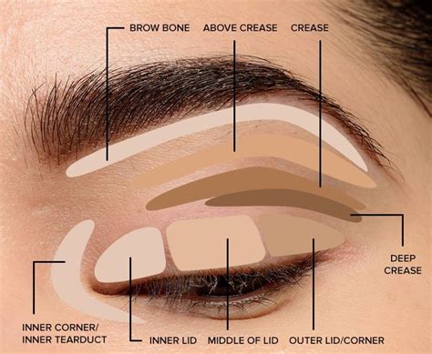 Where To Apply Eyeshadow Eye Makeup Diagram Makeup