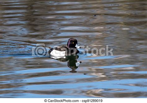 The Tufted Duck Aythya Fuligula A Diving Duck Swimming On A Lake At